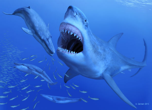 megalodonte alimentazione