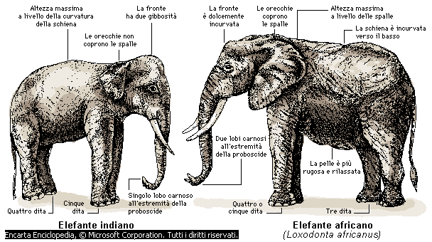 elefante africano asiatico differenze