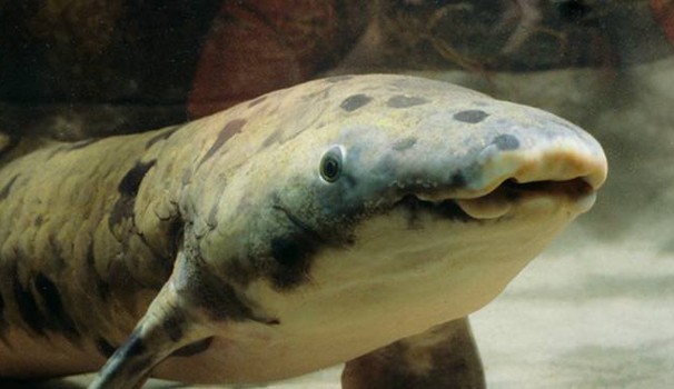 Mostri del mare Granddad