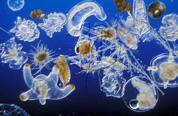 Фитопланктон в океане. Планктон фитопланктон зоопланктон бентос. Зоопланктоны ракообразные. Зоопланктон медуза. Личинки моллюсков планктон.