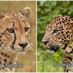 Ecco le differenze tra il ghepardo e il leopardo.