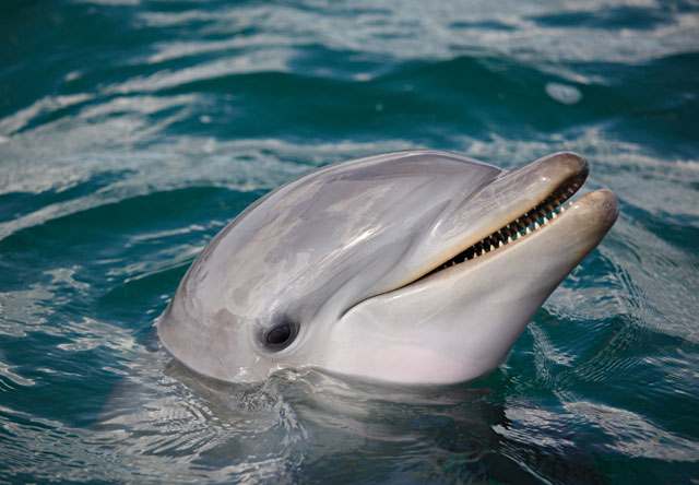 Ecco come si riproducono i delfini.