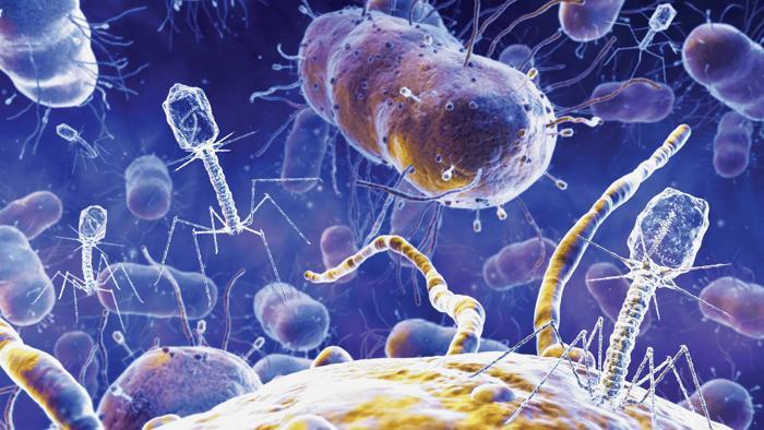 Le differenza tra i virus e i batteri.