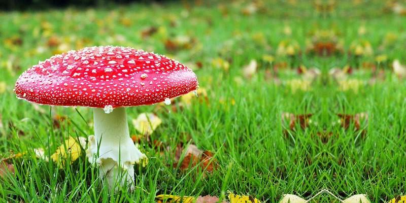 Ecco i funghi velenosi e mortali.