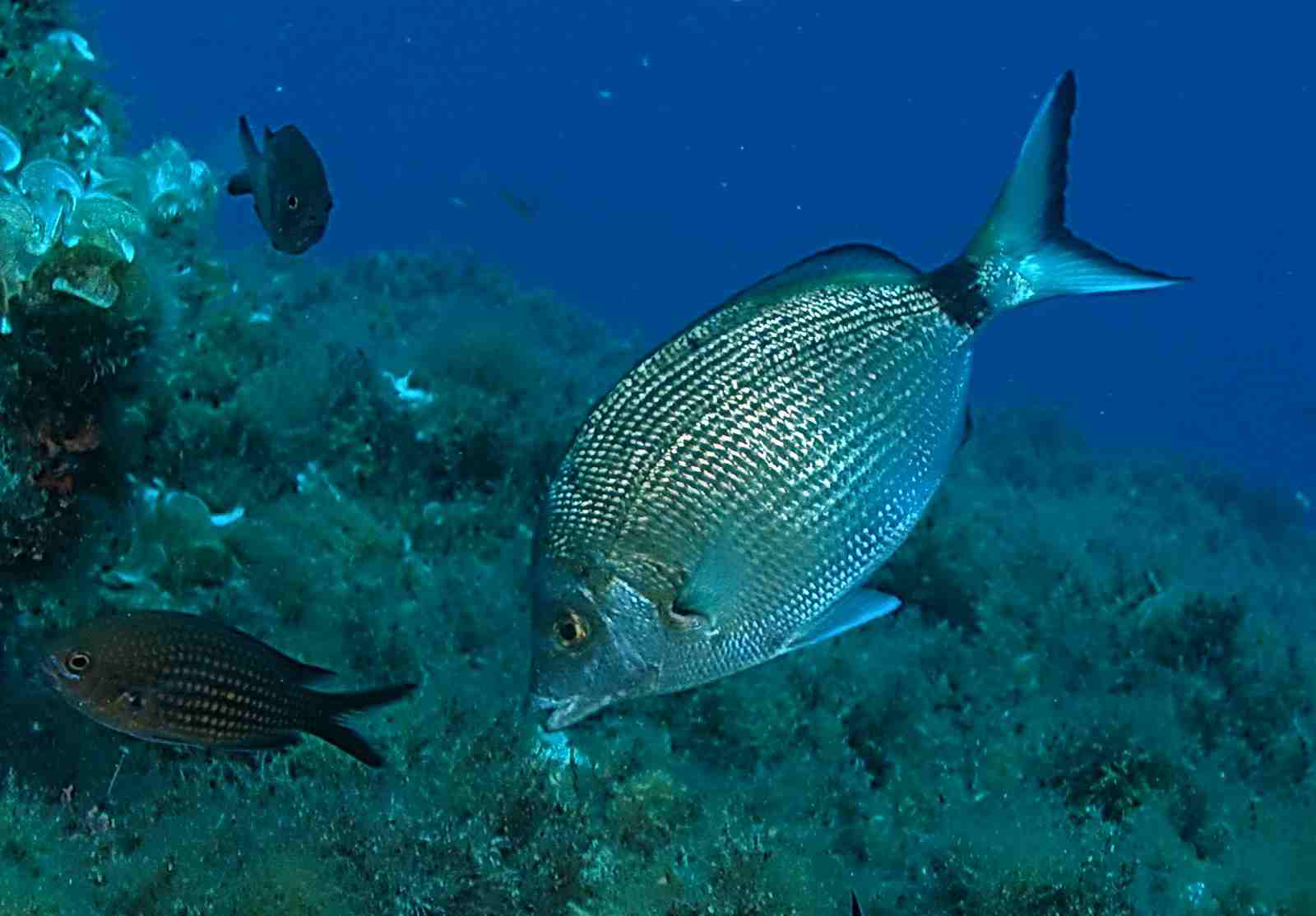 pesce con pinne a disco
