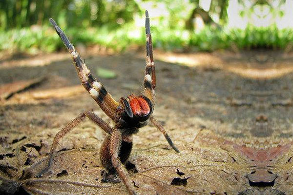 Il ragno più velenoso del mondo.