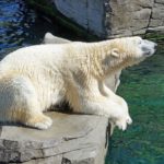 Le dimensioni dell'orso polare.