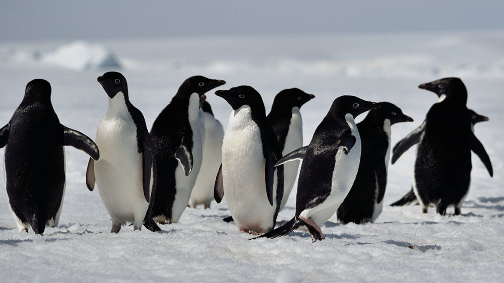 Dove vive il pinguino