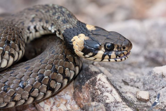 Differenza Tra Biscia E Vipera differenza-tra-biscia-e-vipera