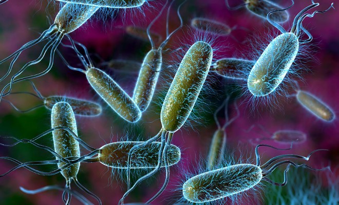 Organismi unicellulari.