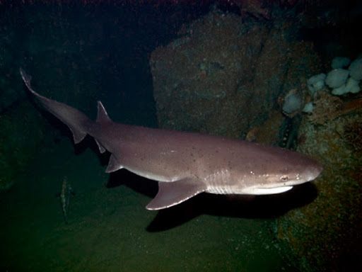 Ecco lo squalo manzo.