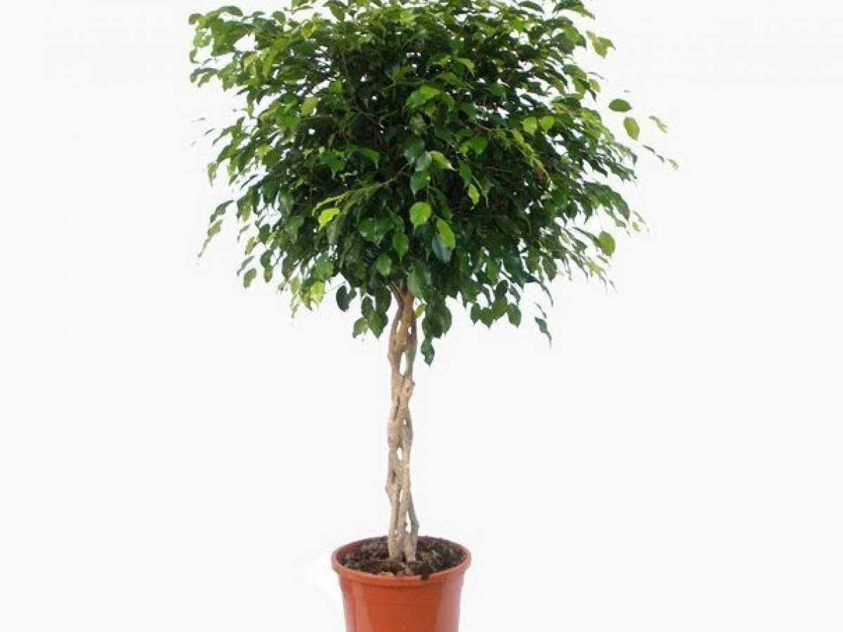 Il ficus benjamina.