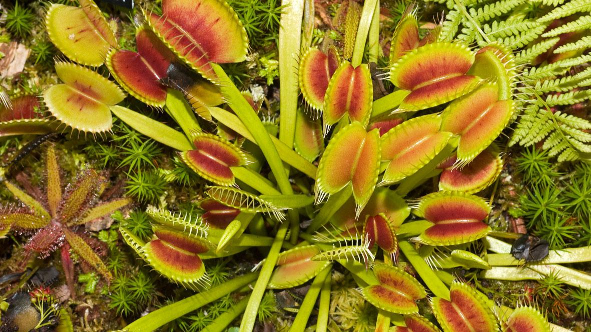 La Dionaea Muscipula.