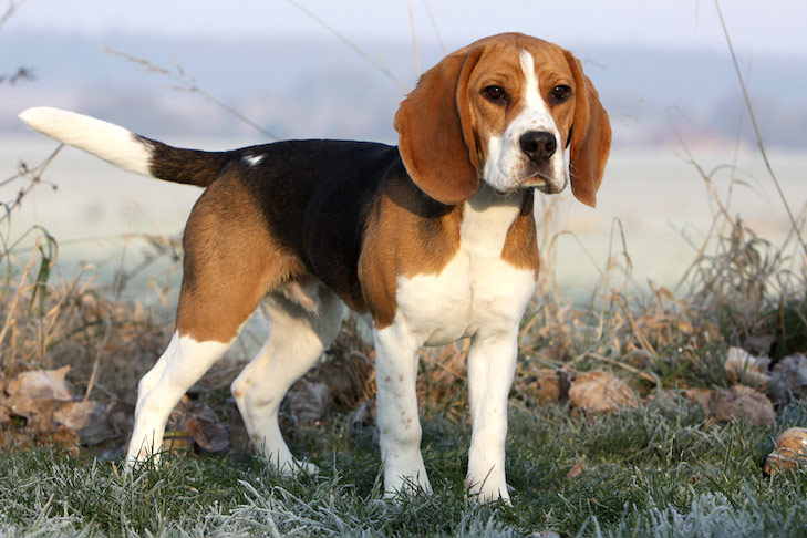 Il beagle.