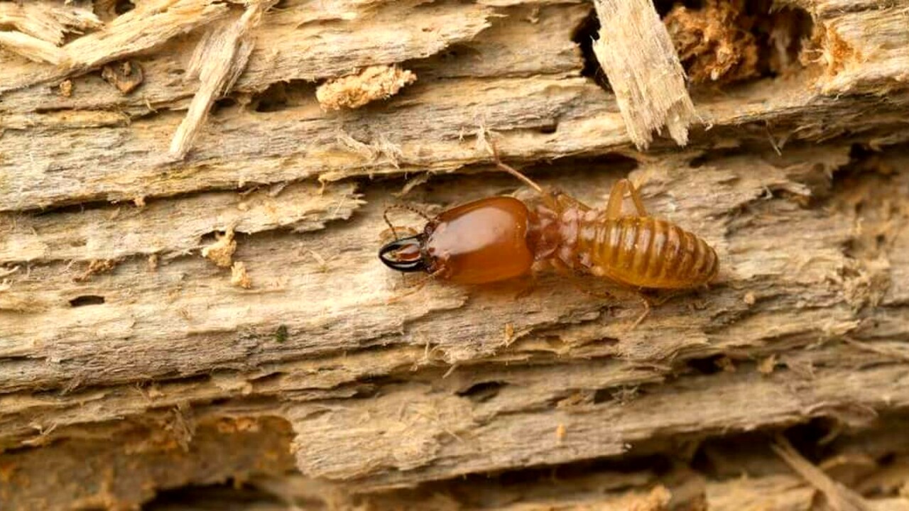La termite.