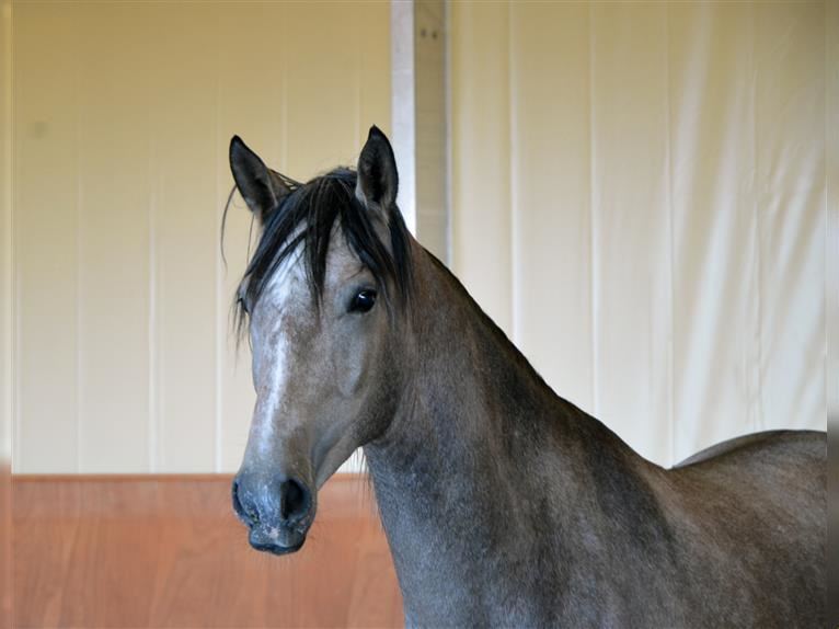 Il cavallo lusitano.