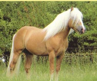 Ecco il pony aveglinese.