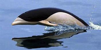 Ecco il lissodelfino australe.