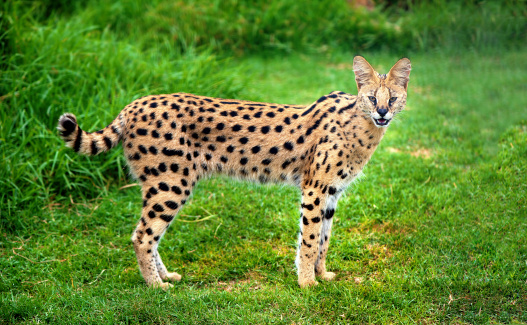 Il serval