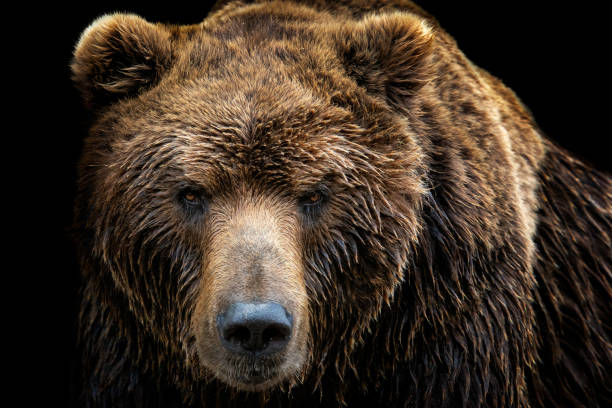 L'orso grizzly.