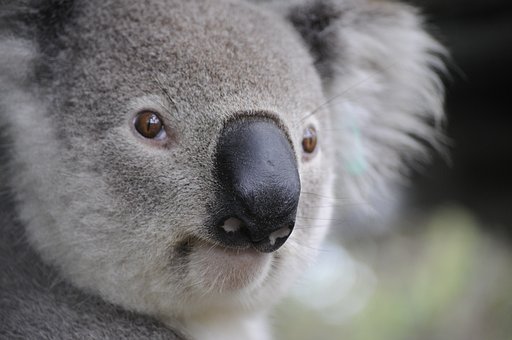 Il koala comune.