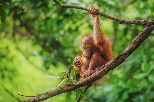 L'orango del Borneo.
