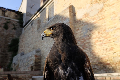Ecco la poiana di Harris.