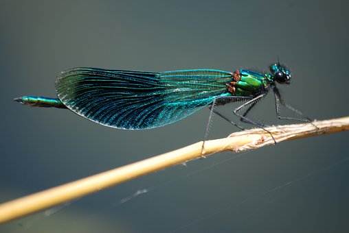 Ecco una Calopteryx splendens.