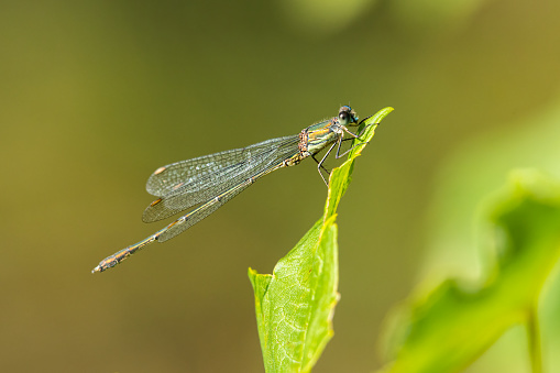 Ecco un individuo di Chalcolestes viridis.
