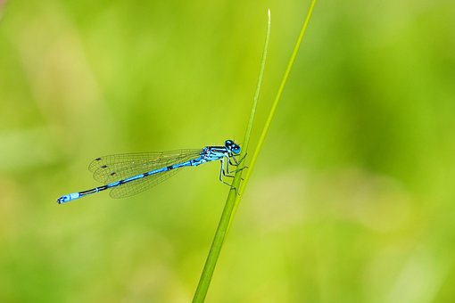 Un bell'esemplare di Coenagrion caerulescens.