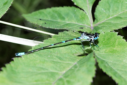 Un bellissimo individuo di Coenagrion hastulatum.