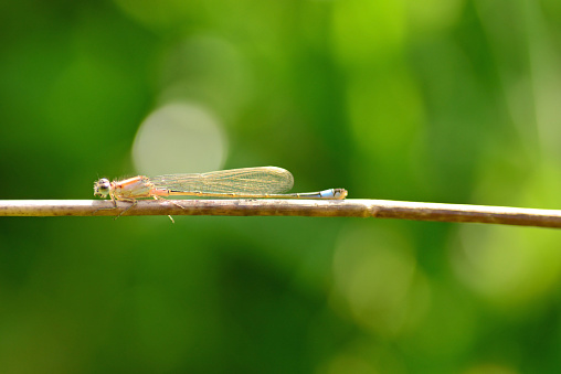 Ecco un individuo di Platycnemis pennipes.