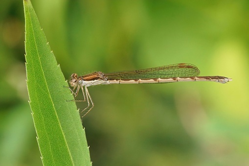 Ecco un individuo di Sympecma fusca.