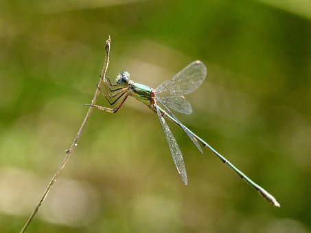 Ecco il Lestes barbarus.