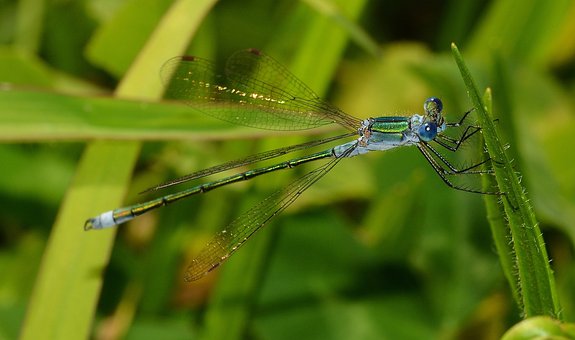 Ecco un esemplare di Lestes sponsa..