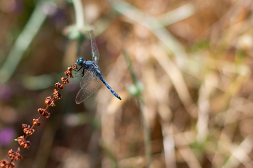 Ecco un'immagine della specie Coenagrion mercuriale.