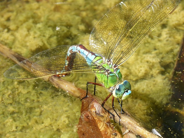 L'insetto noto come Aeshna cyanea.
