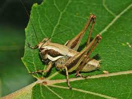 Pholidoptera fallax.