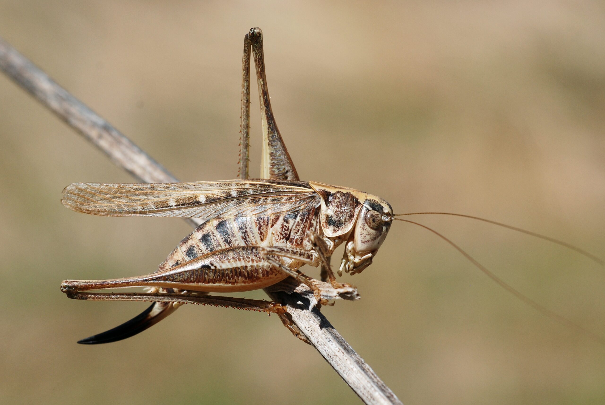 Platycleis affinis.