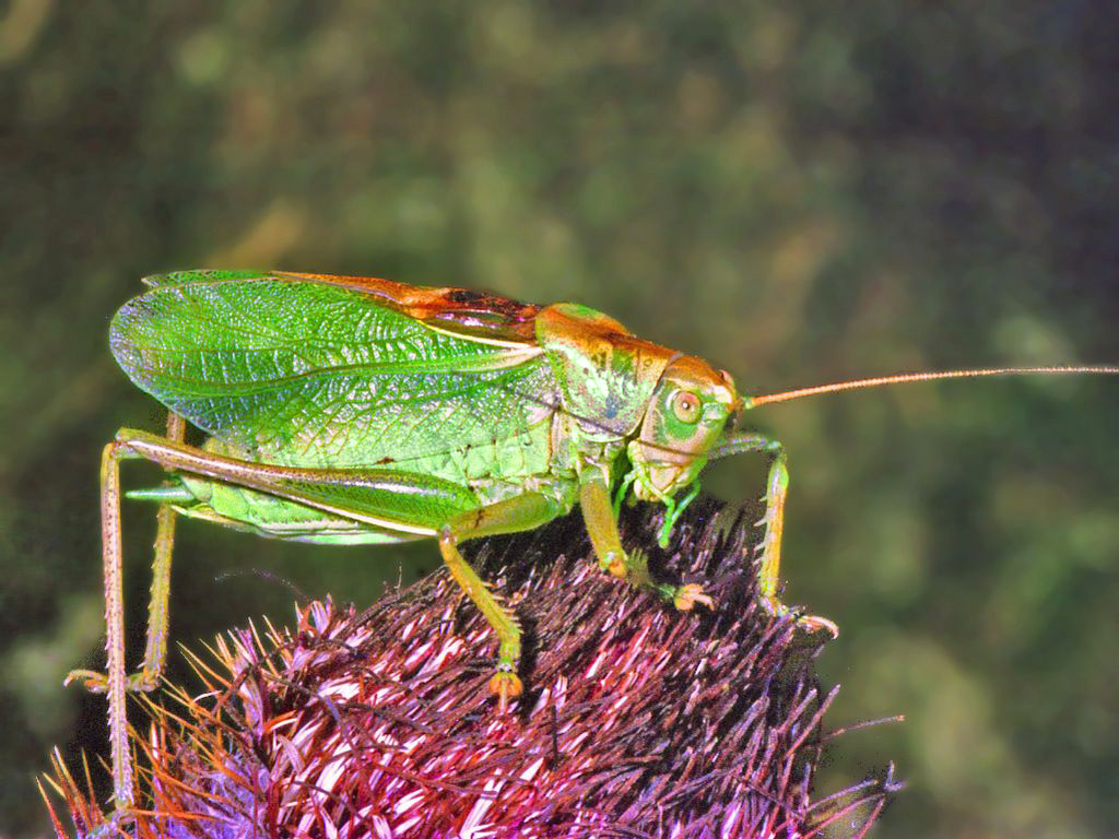 Tettigonia cantans.