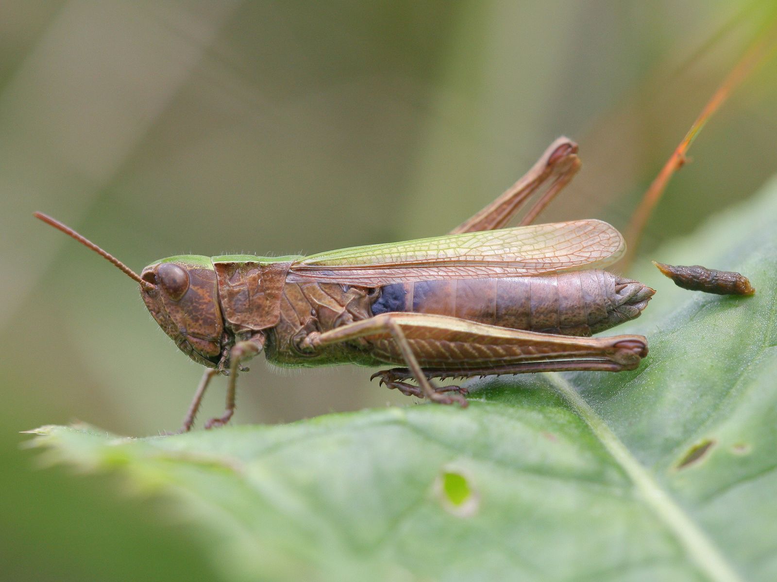 Chorthippus dorsatus