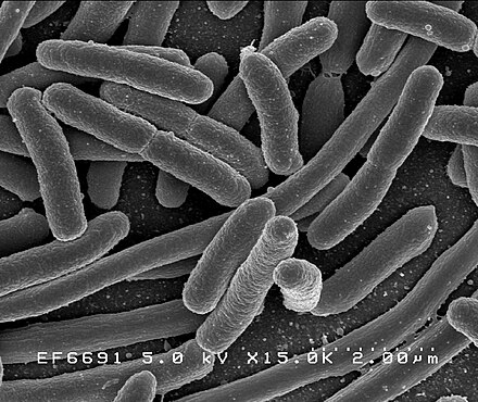 I batteri Escherichia coli hanno una memoria