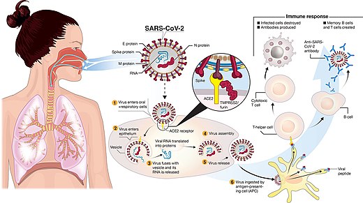 Immunità dei neonati al Covid e non ad altri virus mortali