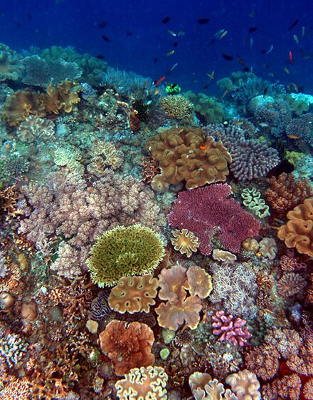 Cambia la circolazione delle correnti: il corallo sbianca a maggiore profondità