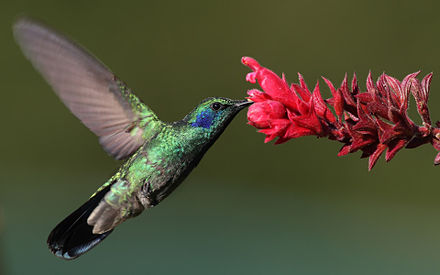 Lo studio del volo dei colibrì potrebbe essere utile per perfezionare i droni