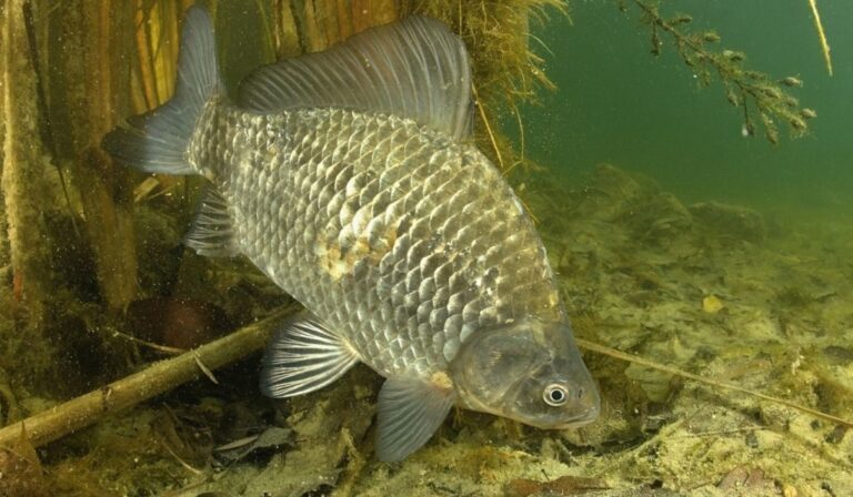 carpa-di-prussia-un-pesce-davvero-memorabile