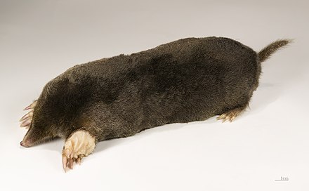 Femmine: più grosse o più piccole dei maschi?