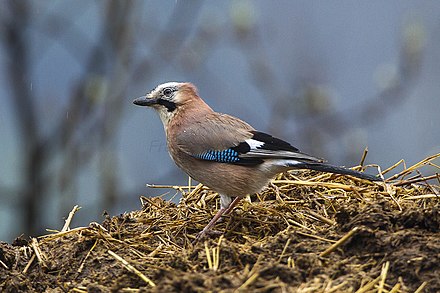 Anche le ghiandaie hanno memoria episodica