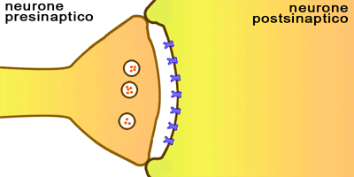 Mappate le sinapsi: scoperti neuroni non convenzionali