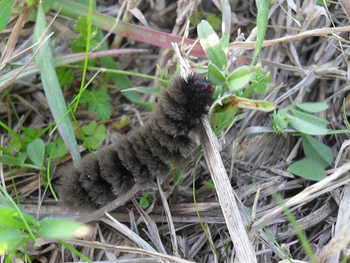 Spunta il sesto senso: l'elettropercezione